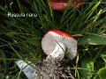 Russula nana-amf2145
